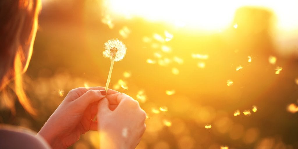 A lady holding a dandelion and blowing in the wind with sunset in background