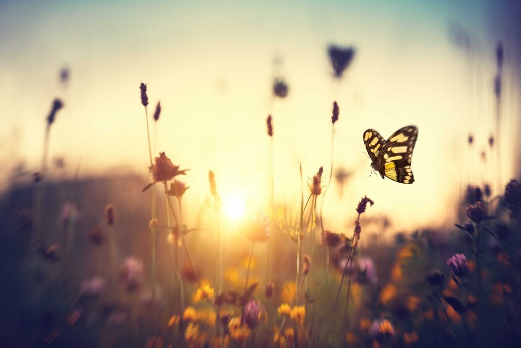 butterflies and flowers at sunset