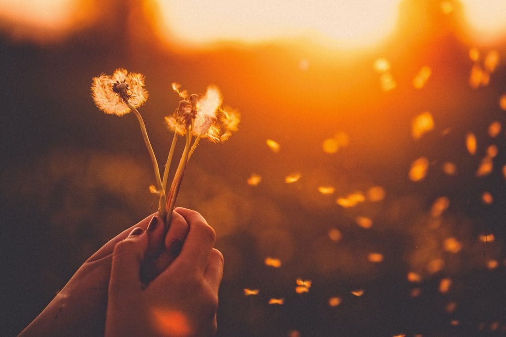 Woman's hands clasping a bunch of dandelions with wind blowing leaves into the air and sunset in the background